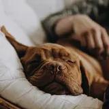 Biscuit, a wrinkly mastiff, asleep