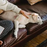 Mabel, a pale lab mix, napping on a sofa