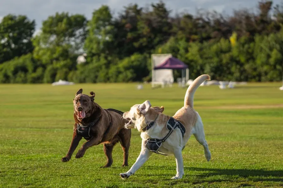 Two dogs bound across a sunny playing field together